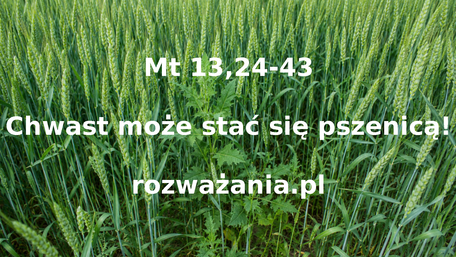 Chwast może stać się pszenicą!